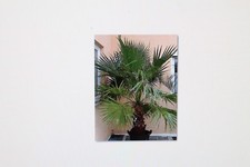 10 seeds Washingtonia robusta, petticoat palm, hardy to about -5 degrees #32