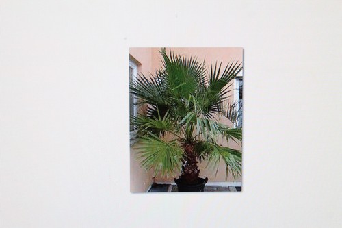 Seeds washingtonia robusta - 10,