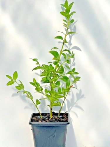 Box hedging plants buxus - box,