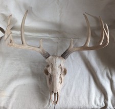 Deer Skull With antlers Wall