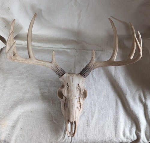 Deer skull with antlers wall - deer,