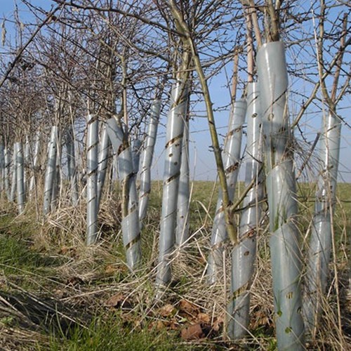 Clear spiral tree - spiral,