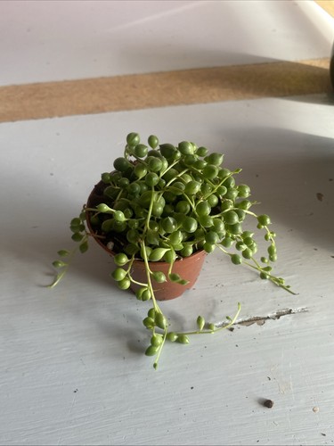 String perls plant pot - string, of