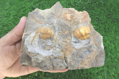 Onnia superba trilobite fossil - superba,