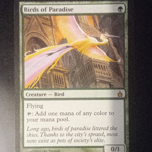 Birds paradise mtg - birds,