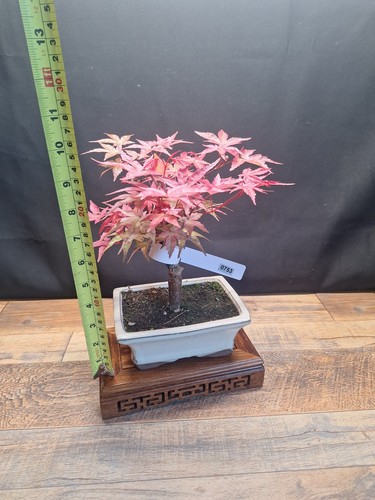 Acer deshojo bonsai tree 15 - deshojo, in