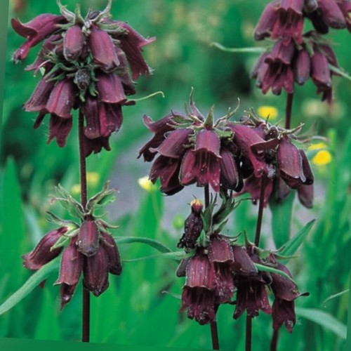 Penstemon whippleanus - penstemon,