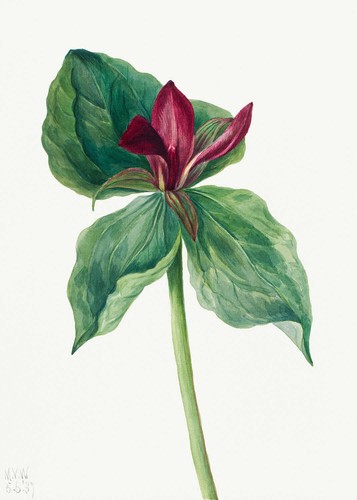 Botanical plant illustration - illustration,