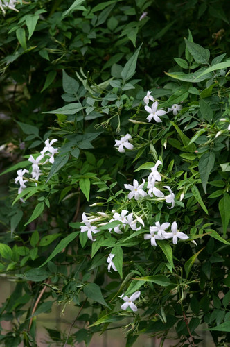 Jasminum officinale common - jasminum,