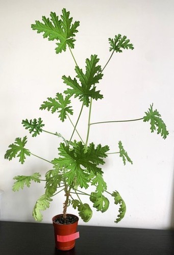 Pelargonium westerlund rose - dr,