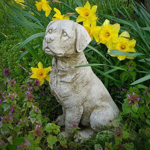 Sitting labrador stone - labrador, statue