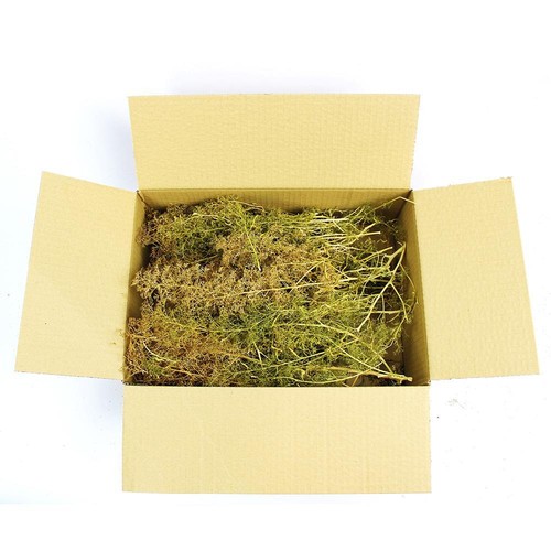 Seafoam model trees box mixed - model,