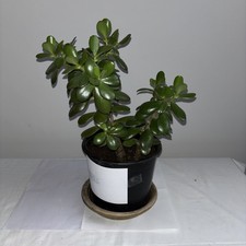 Jade Money Plant Crassula