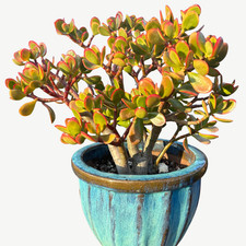 Crassula ovata sunset 12cm - 'sunset',