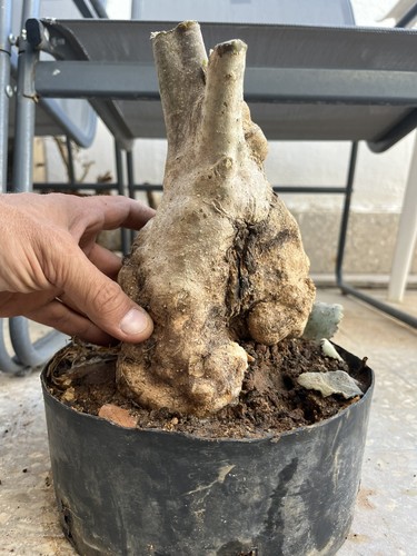 Olive bonsai yamadori sicily - bonsai,,