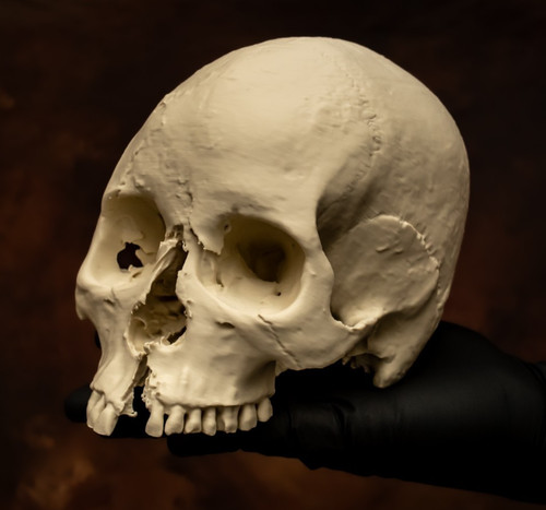 Human skull replica life - |,