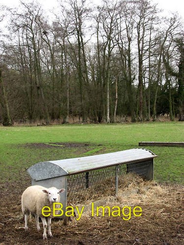Photo 6x4 sheep waiting hay - at,