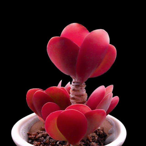 Kalanchoe thyrsiflora seeds - thyrsiflora,