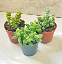 1 Set - 3pcs Cute Succulents in 5.5cm pot, Delosperma Echinatum, Crassula Hotten