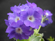 Primula pubescens Kusum