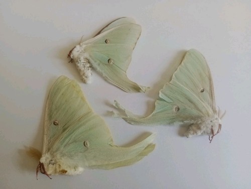 Actias luna moth ssp - 3,