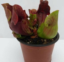 SARRACENIA PURPUREA x