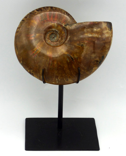 Fossil ammonite fire - fossil,