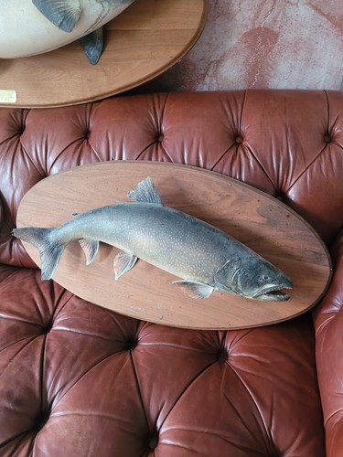 Taxidermy trout salmon carp