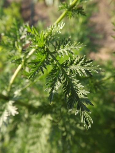Mugwort qing hao - mugwort,