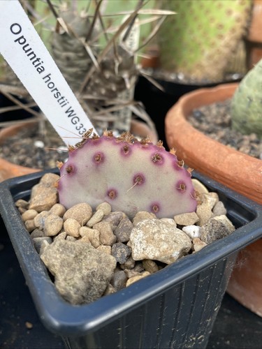 Opuntia horstii wg335 cactus - horstii,