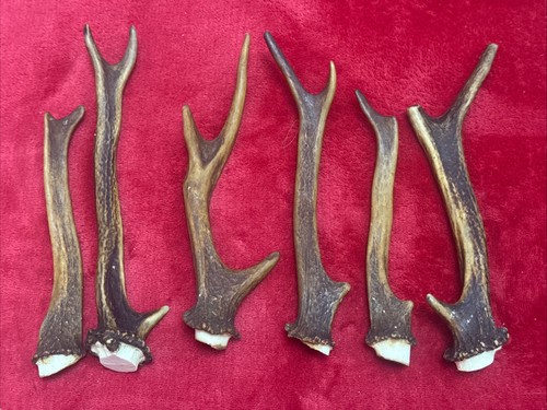 Pieces sika deer antlers - of,