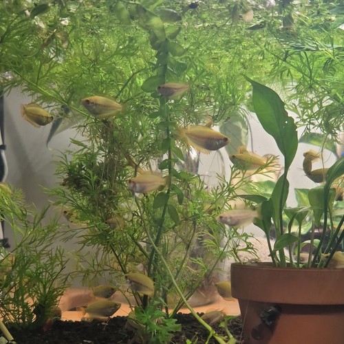 Live male and female dwarf - 8,