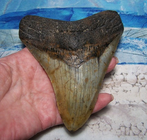 Megalodon shark tooth 16 - megalodon,
