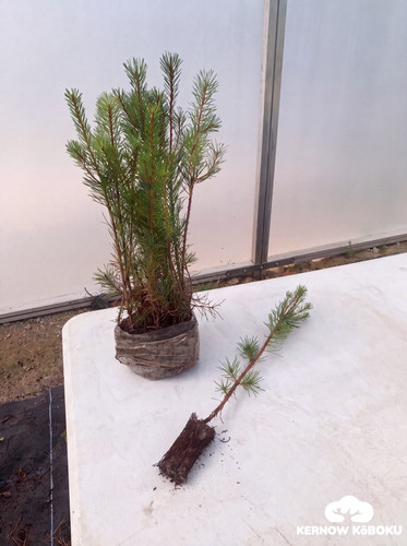 Scots pine pinus - 15, (pinus