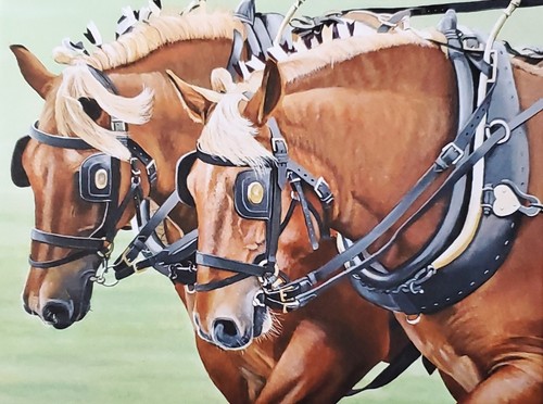 Suffolk punch horse - punch,