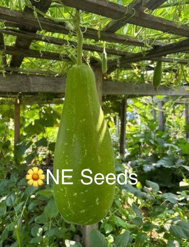 100 genuine bangladeshi - 🌼, 100%