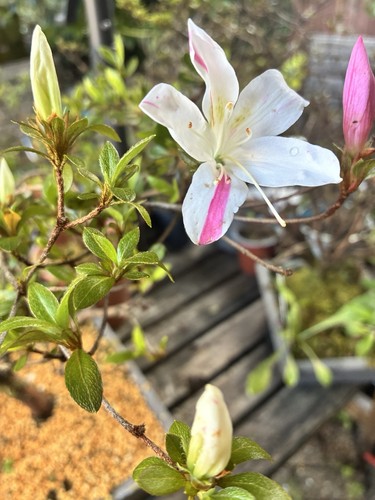 Asuka satsuki azalea bonsai - azalea,
