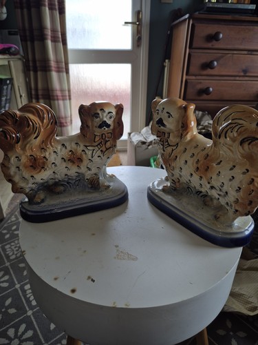 Staffordshire pekingese dogs - pekingese,