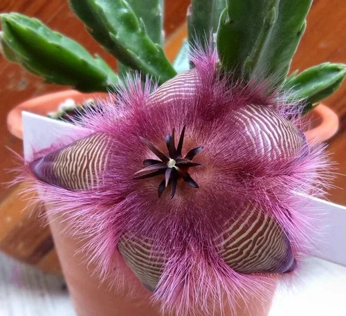 Stapelia hirsuta star - stapelia, star-fish