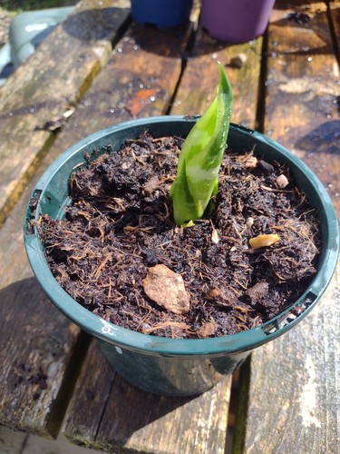 Sansevieria trifasciata 3 - x,