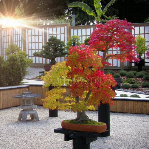 Acer palmatum japanese maple - palmatum, (japanese