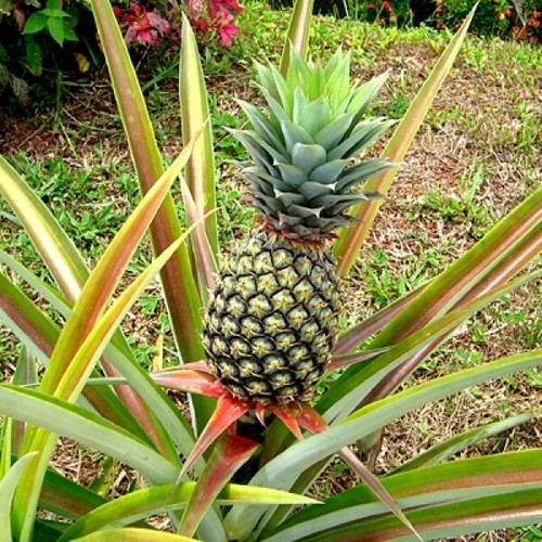 Pineapple seeds very rare - seeds,