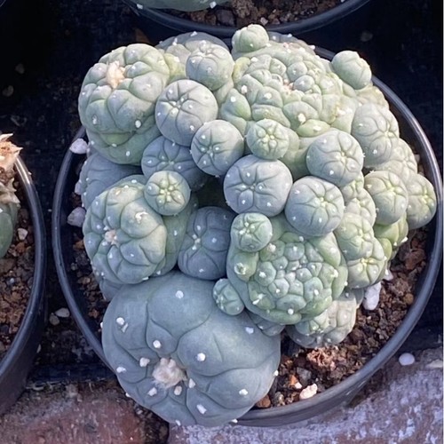 Succulent cactus plant home - succulent,