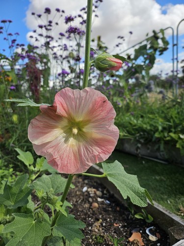 Hollyhock alcea seeds 30 - hollyhock,