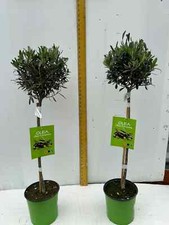 A pair of Standard Olive Trees