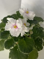 Violet. NK -Lara Fabian