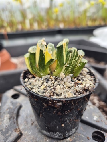 Haworthia truncata variegated - haworthia,