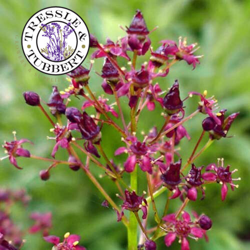 Rare saxifraga fusca - rare,