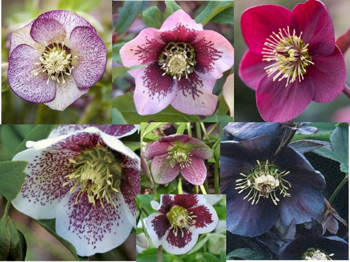 Mixed hellebore orientalis - 30,