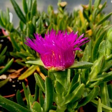 5 Purple Hottentot Fig Carpobrotus (Ice Plants)